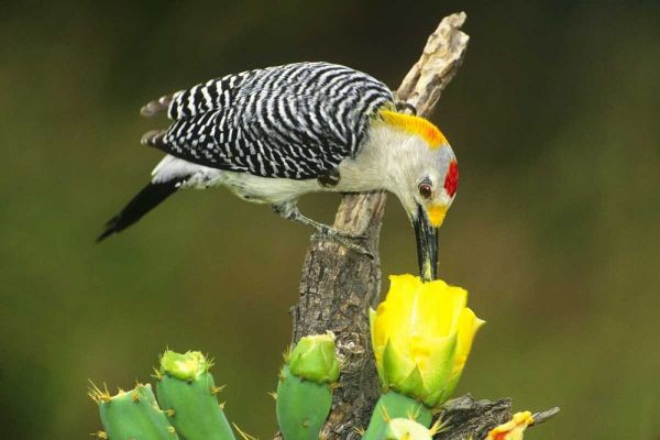 TX, McAllen Male gold-fronted woodpecker eats